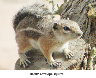 harris' antelope squirrel